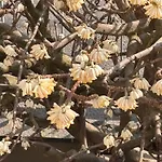 Nina Matrimoniale In 蒙卡列里